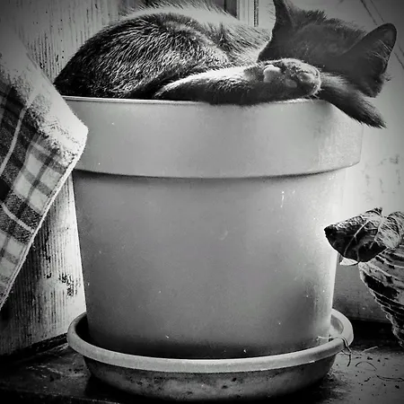 Semesterbostad Le Milpa *