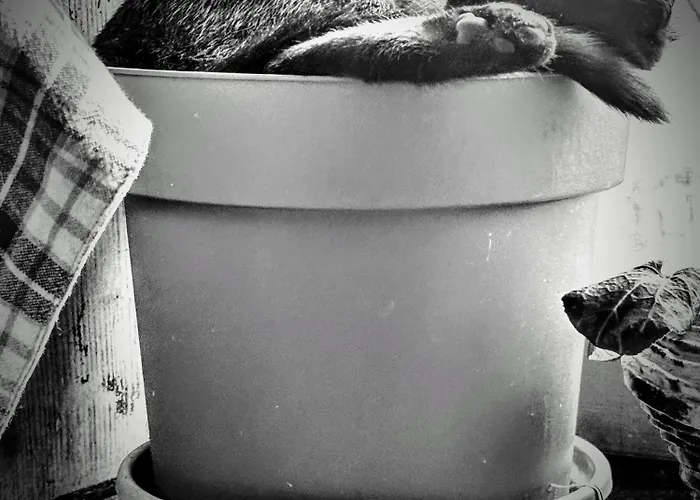 Semesterbostad Le Milpa *